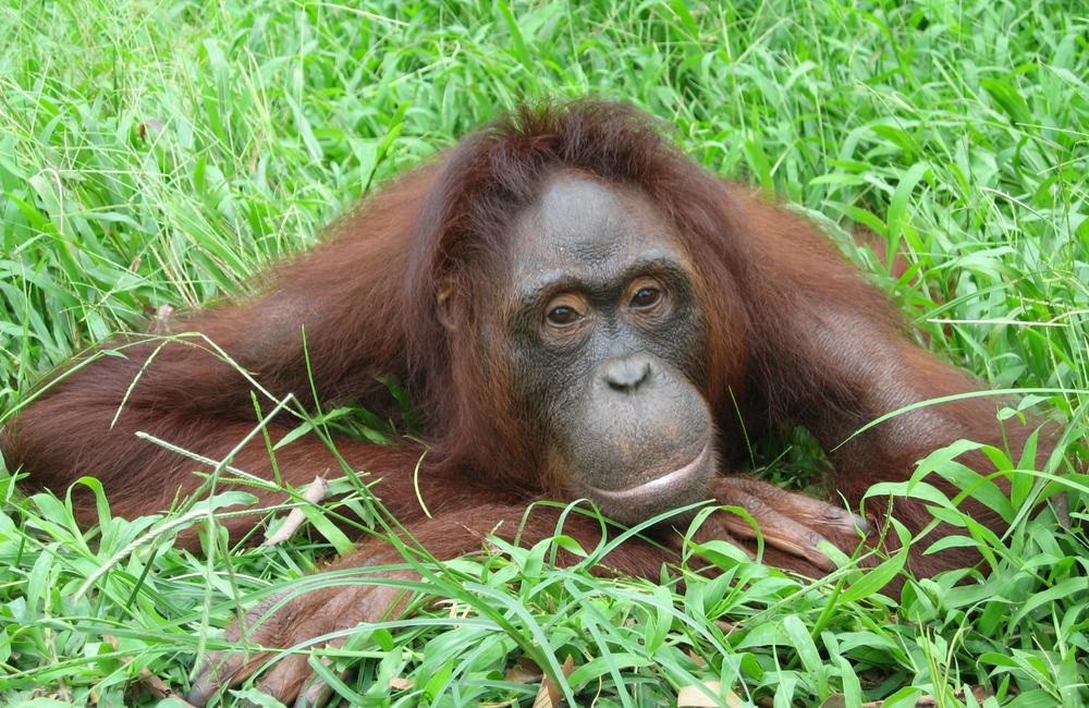 South Pole Project Rimba Raya Biodiversity Reserve.JPG