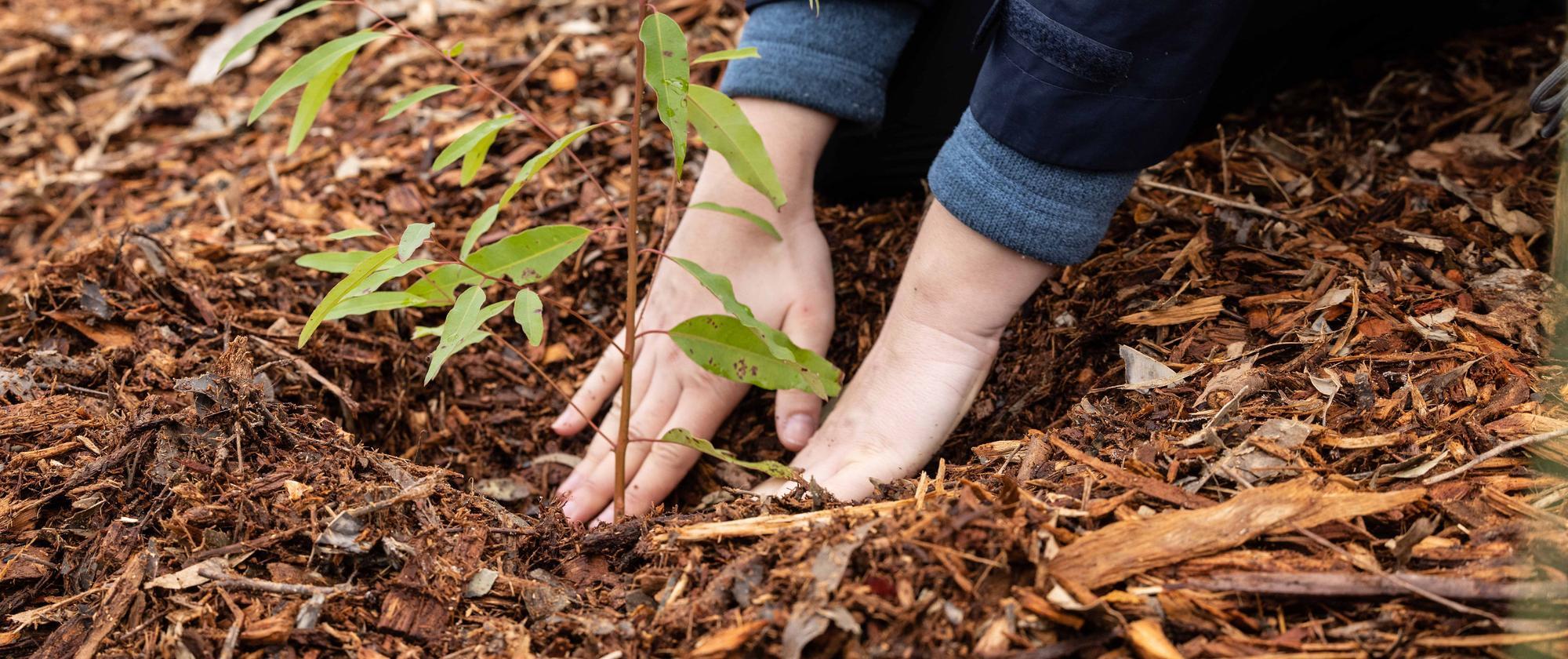 Tree Planting Event article 3.jpg